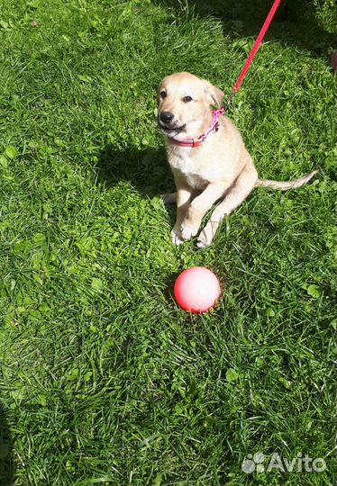 Ретривер метис