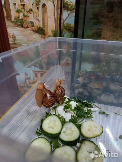 Улитки ахатины