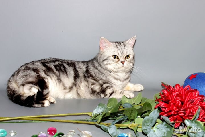 Мраморный британец в хорошие руки