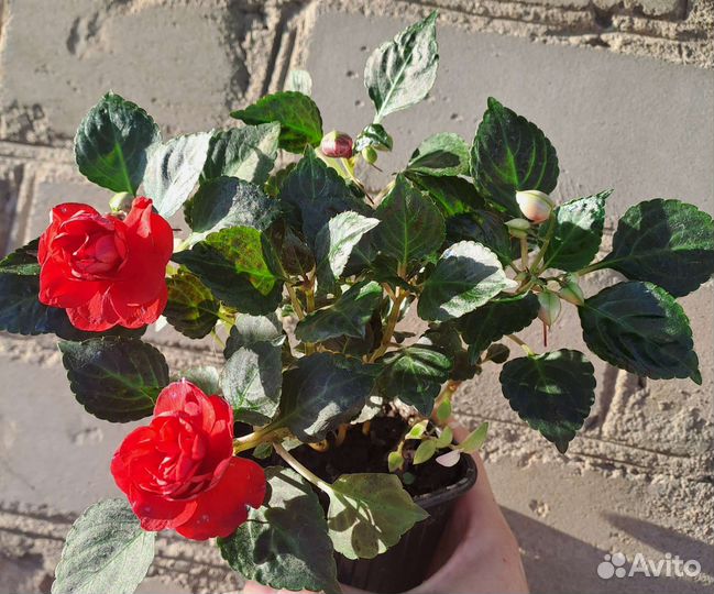 Алоказии, пилеи, филодендроны