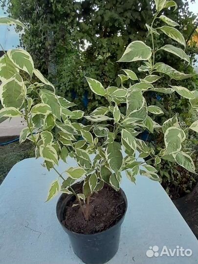 Дерен пестролистный белый