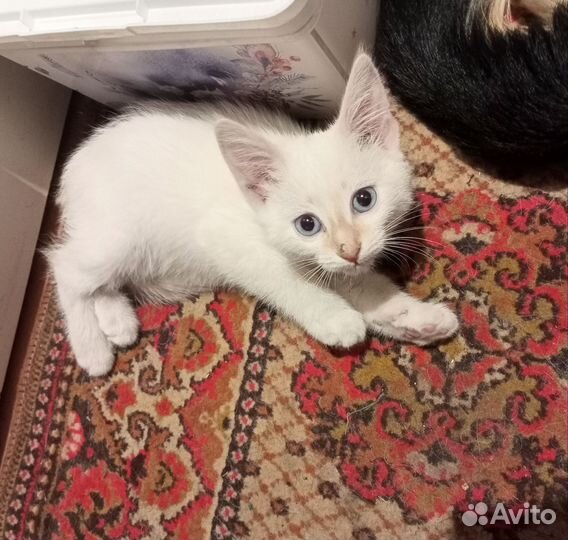 Котенок мальчик