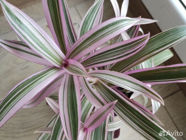 Рео полосатый