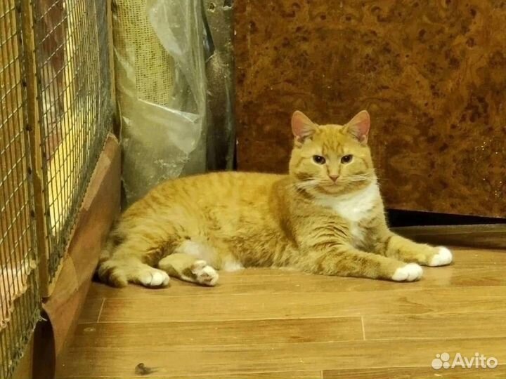 Юный котик Поня