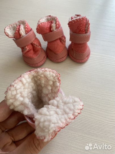 Одежда для собак