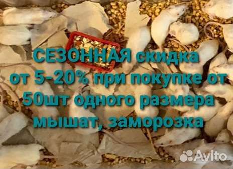 Мышки кормовые, цыплята заморозка- питание экзота