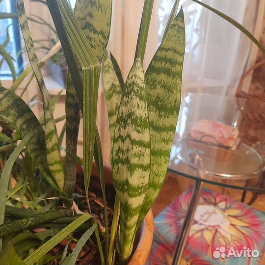 Стильные комнатные растения, цветы и кактусы