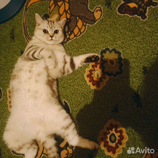 Британская