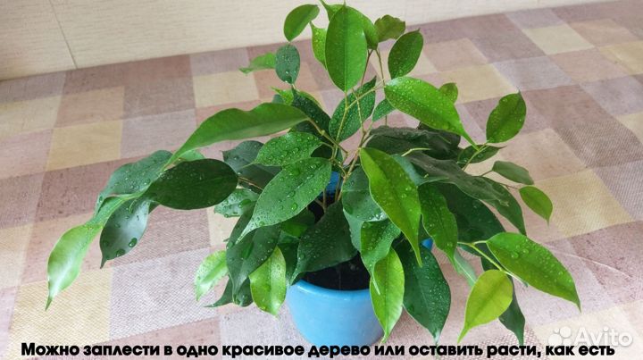 Фикусы Бенджамина