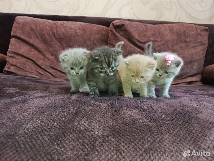 Кошки