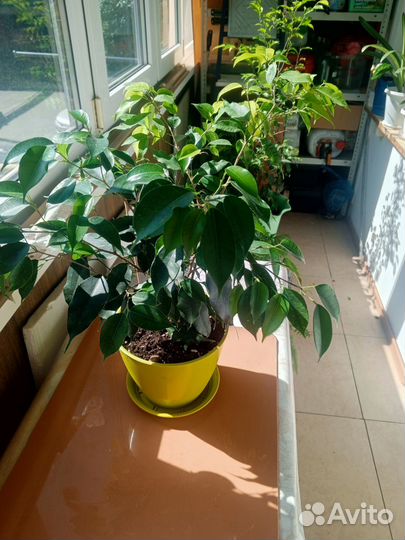 Фикус бенджамина