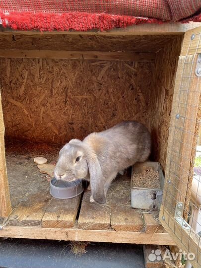 Кролики бараны
