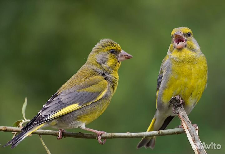 Кавказские певчие птицы