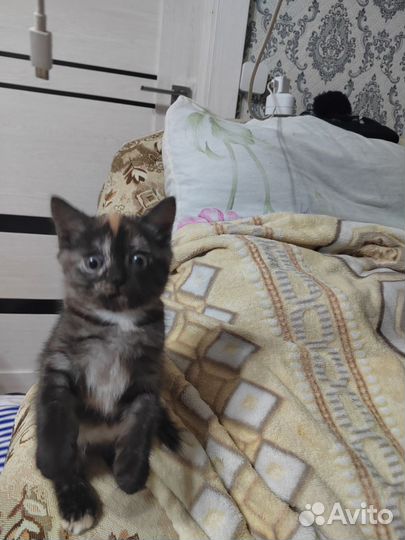 Черепаховая красавица