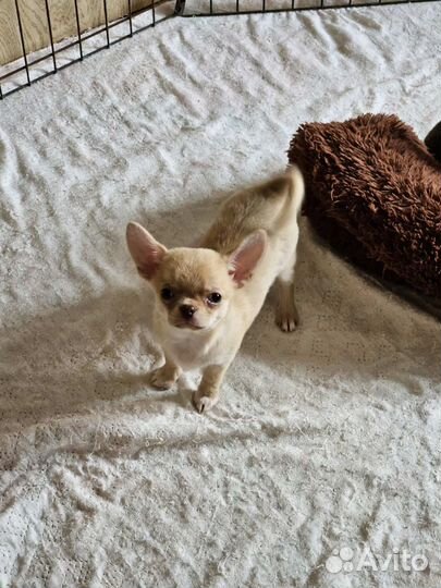 Чишки-детишки