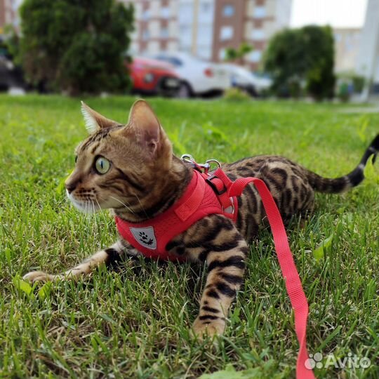 Шлейка поводок S для кошки