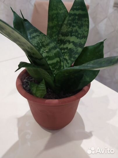 Сансевиерия