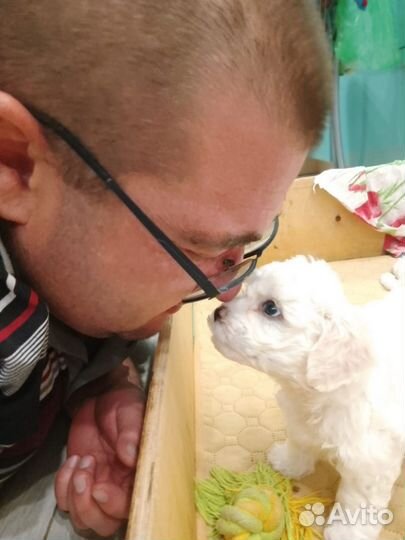 Щенки бишон фризе