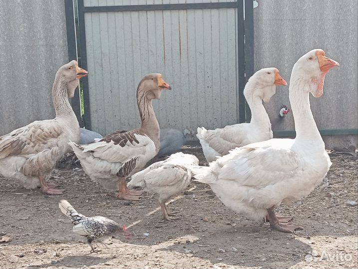 Холмогорские гуси
