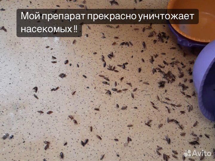 Уничтожение тараканов, травить клопов, обработка