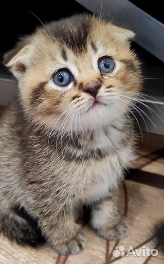 Шотландские чëрно золотые тикированные котята