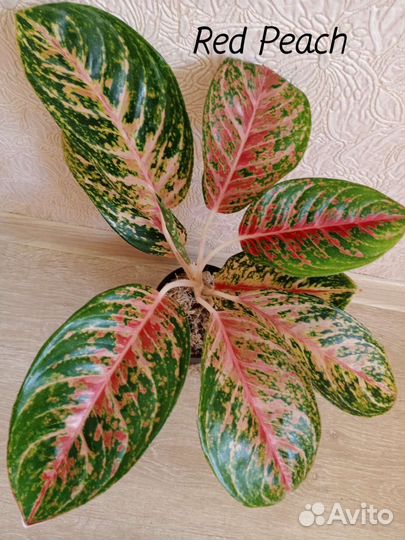 Аглаонемы сортовые, все по 1 экземпляру