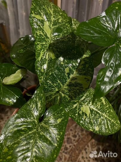 Сингониум panda