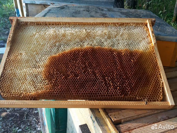 Рамки сушь, с вощиной для пчёл