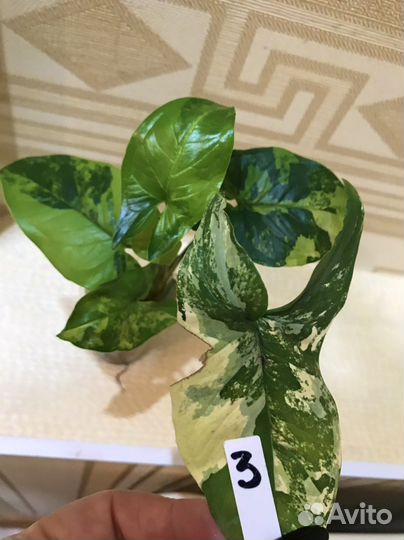 Сингониум Aurea Syngonium или Podophyllum Californ