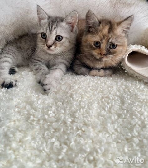 Шотландская