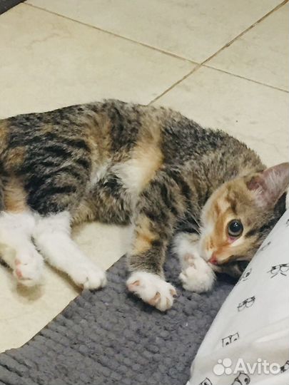 Ласковая трёхцветная девочка 3 мес