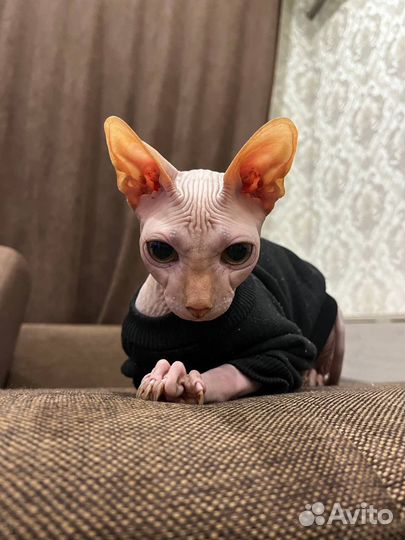 Канадский сфинкс