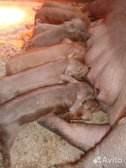 Поросята породы дюрок