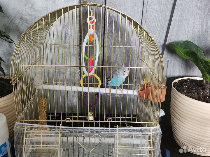 Продаётся волнистые попугай