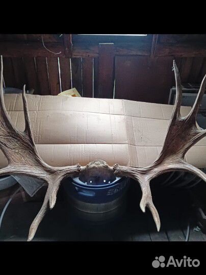 Продам рога лося. 50 000