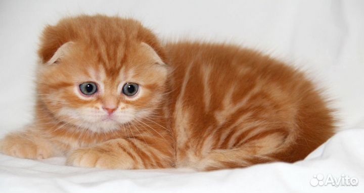 Шотландские вислоушки, красные котятки