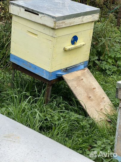 Продам пасеку