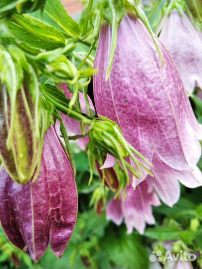 Многолетние цветы