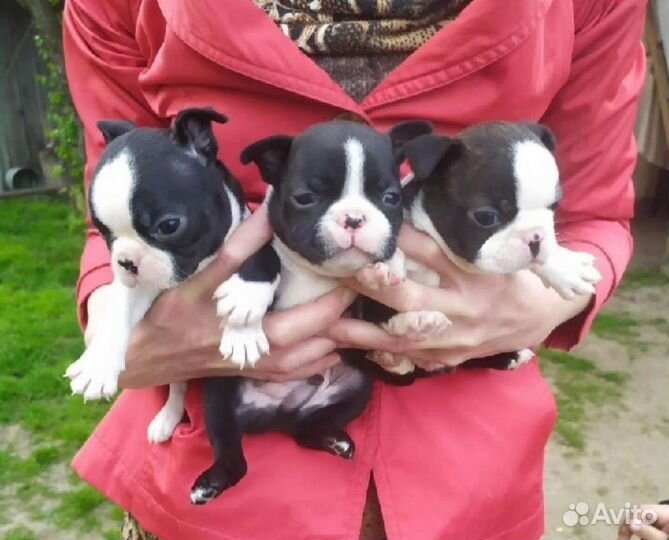 Бостон терьера щенки
