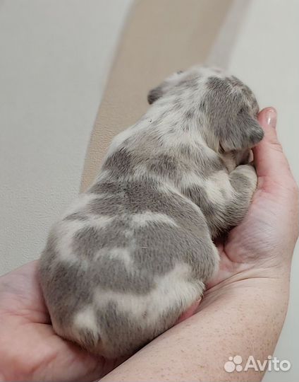 Французский бульдог щенки