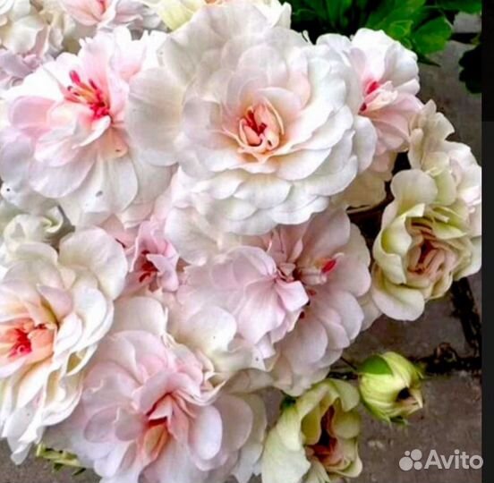 Герань пеларгония