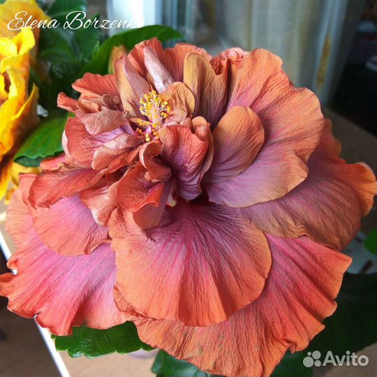 Срезы сортовых гибискусов