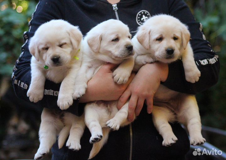 Лабродоры щенки