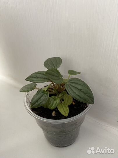 Пеперомия Россо,Лилиан,Серебр,Арбузная,Рэд Лог