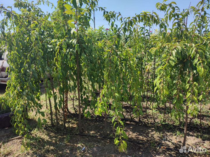 Сакура на штамбе