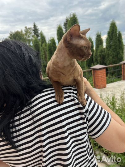 Кошечки циннамон и шоколадный пойнт