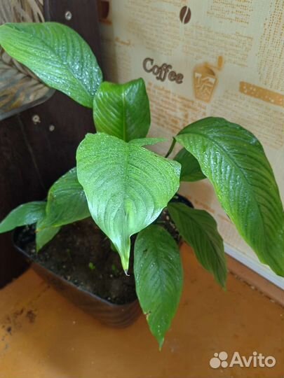 Спатифиллум