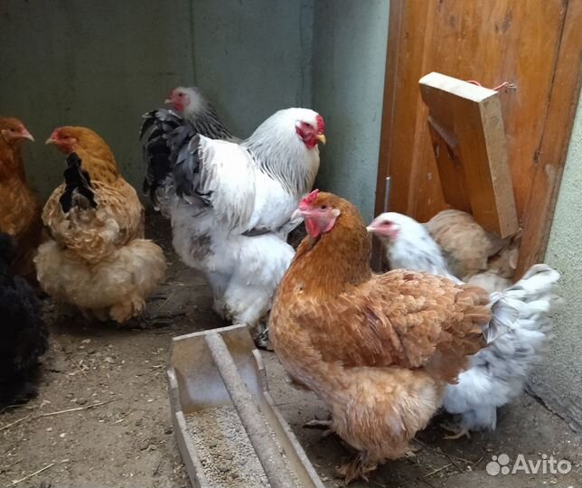 Петухи 