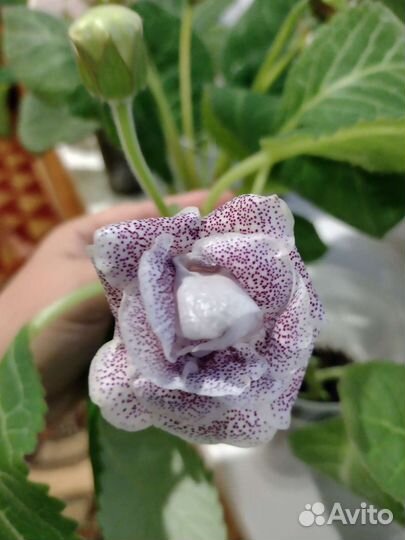 Глоксиния цветущая