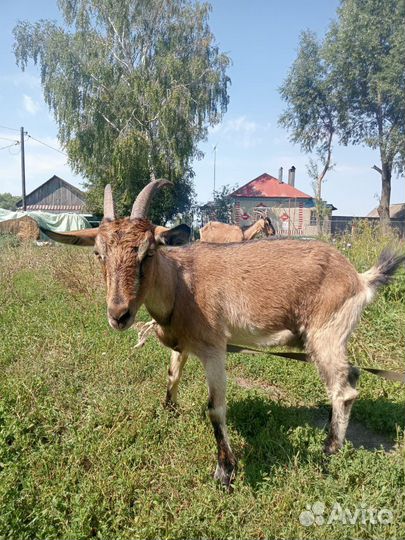 Альпийские, нубийские козы, козлята помесь чеш